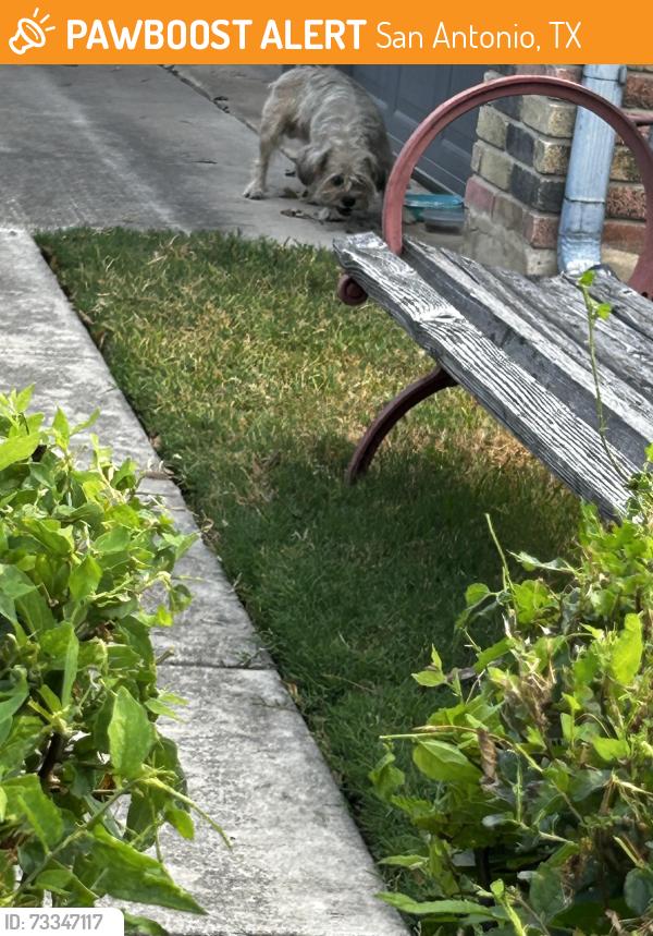 Found/Stray Male Dog last seen Ericson and Louisburg, San Antonio, TX 78245