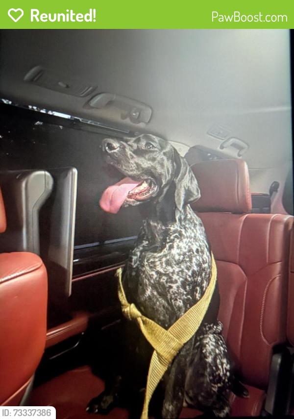 Reunited Female Dog last seen Brookmere Road, Woodbrook, VA 22901