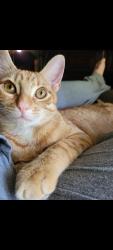 Lost Male Cat last seen FRESH and Three Lakes Middle School, Tyler, TX 75703