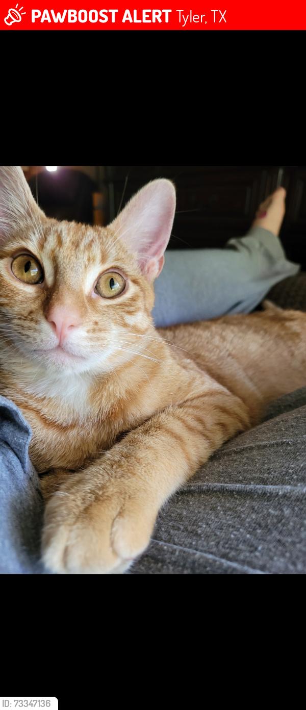 Lost Male Cat last seen FRESH and Three Lakes Middle School, Tyler, TX 75703