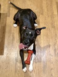 Lost Male Dog last seen Powdersville Road & Old Pendleton Road, Easley, SC 29642