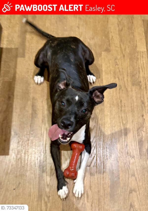 Lost Male Dog last seen Powdersville Road & Old Pendleton Road, Easley, SC 29642