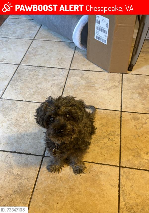 Lost Female Dog last seen By Grassfield Elementary/Marsh Creek Development, Chesapeake, VA 23323
