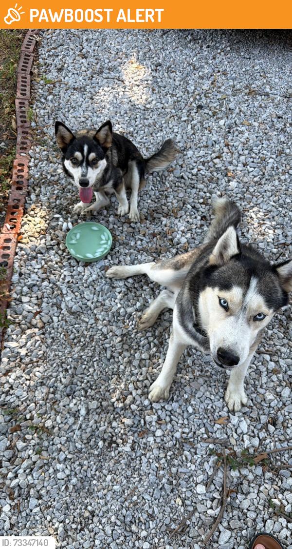 Found/Stray Male Dog last seen Comal ave, White Settlement, TX 76108