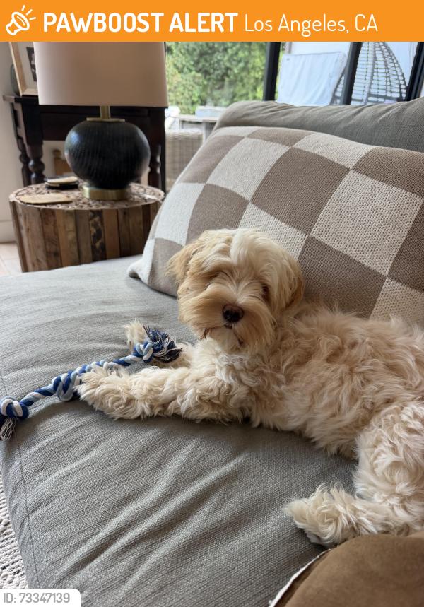 Found/Stray Male Dog last seen Overland Ave, Los Angeles, CA 90064