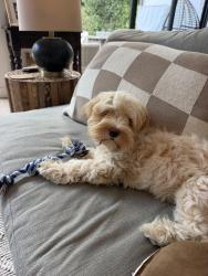Found/Stray Male Dog last seen Overland Ave, Los Angeles, CA 90064