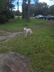 Found/Stray Unknown Dog last seen Benning and Stahlman, Destin, FL 32541