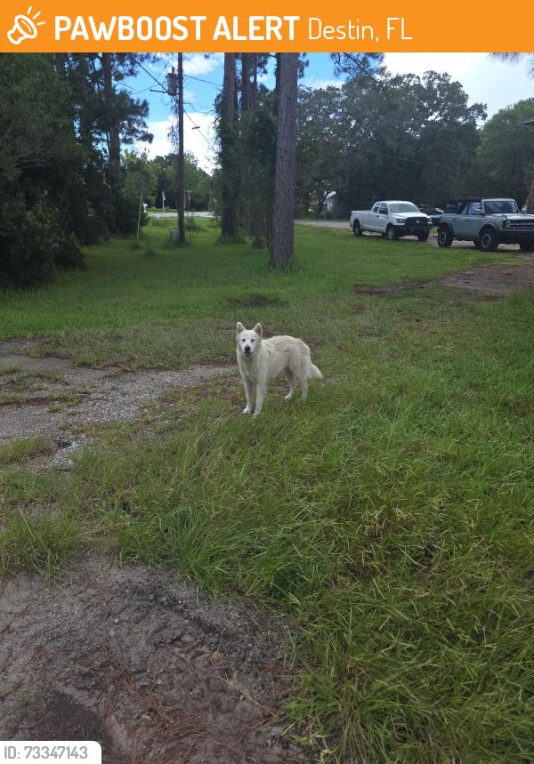 Found/Stray Unknown Dog last seen Benning and Stahlman, Destin, FL 32541