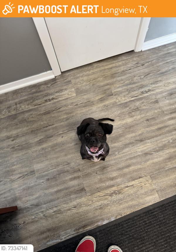 Found/Stray Female Dog last seen Gilmer rd and fairmont, Longview, TX 75604