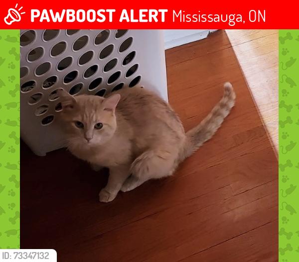 Lost Male Cat last seen Cambrett Drive& Jollife, Mississauga, ON 