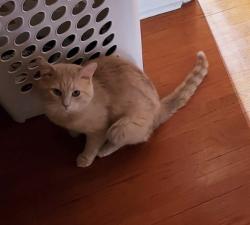 Lost Male Cat last seen Cambrett Drive& Jollife, Mississauga, ON 