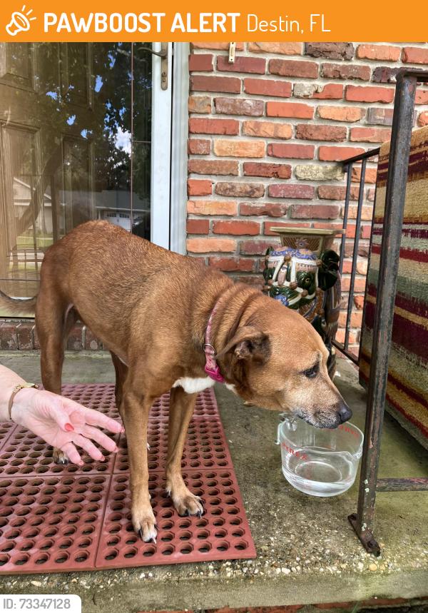 Found/Stray Female Dog last seen Kelly and Evergreen, Destin, FL 32541