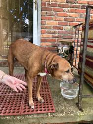 Found/Stray Female Dog last seen Kelly and Evergreen, Destin, FL 32541