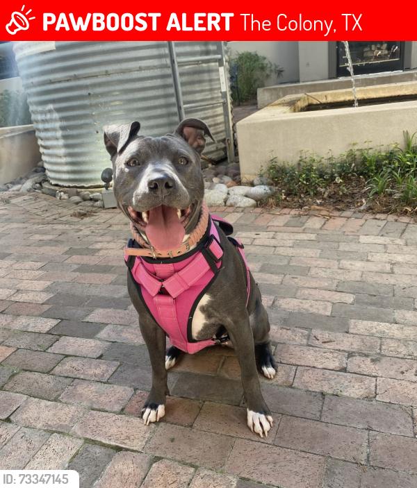Lost Female Dog last seen Memorial & S Colony, The Colony, TX 75056