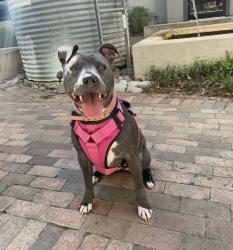 Lost Female Dog last seen Memorial & S Colony, The Colony, TX 75056