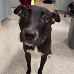 Shelter Stray Female Dog last seen , 8464 Beach Blvd, Jacksonville, FL 32216, USA