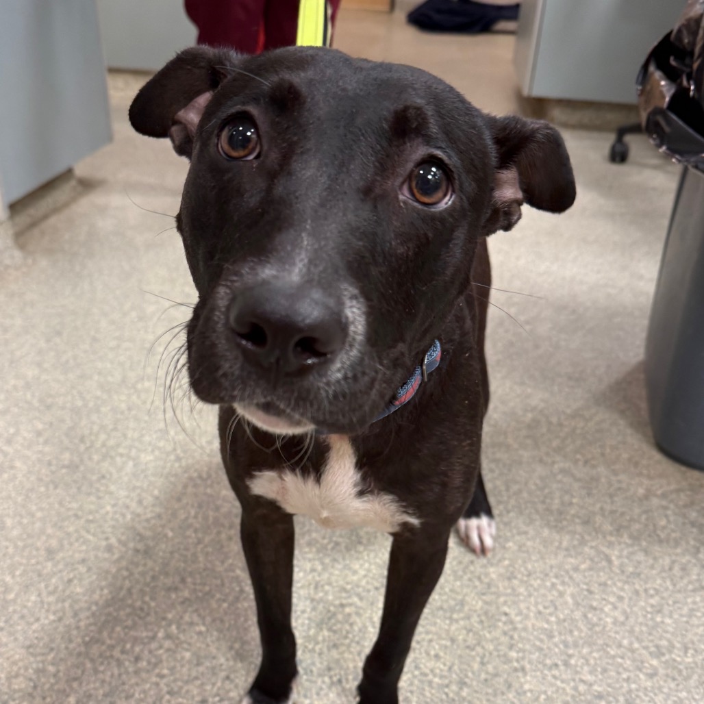 Shelter Stray Female Dog last seen , 8464 Beach Blvd, Jacksonville, FL 32216, USA