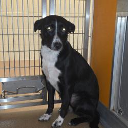 Shelter Stray Female Dog last seen , 3428 S Jenkins Ave, Norman, OK 73072, USA