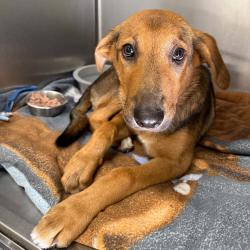 Shelter Stray Male Dog last seen , 4900 Milgen Rd, Columbus, GA 31907, USA