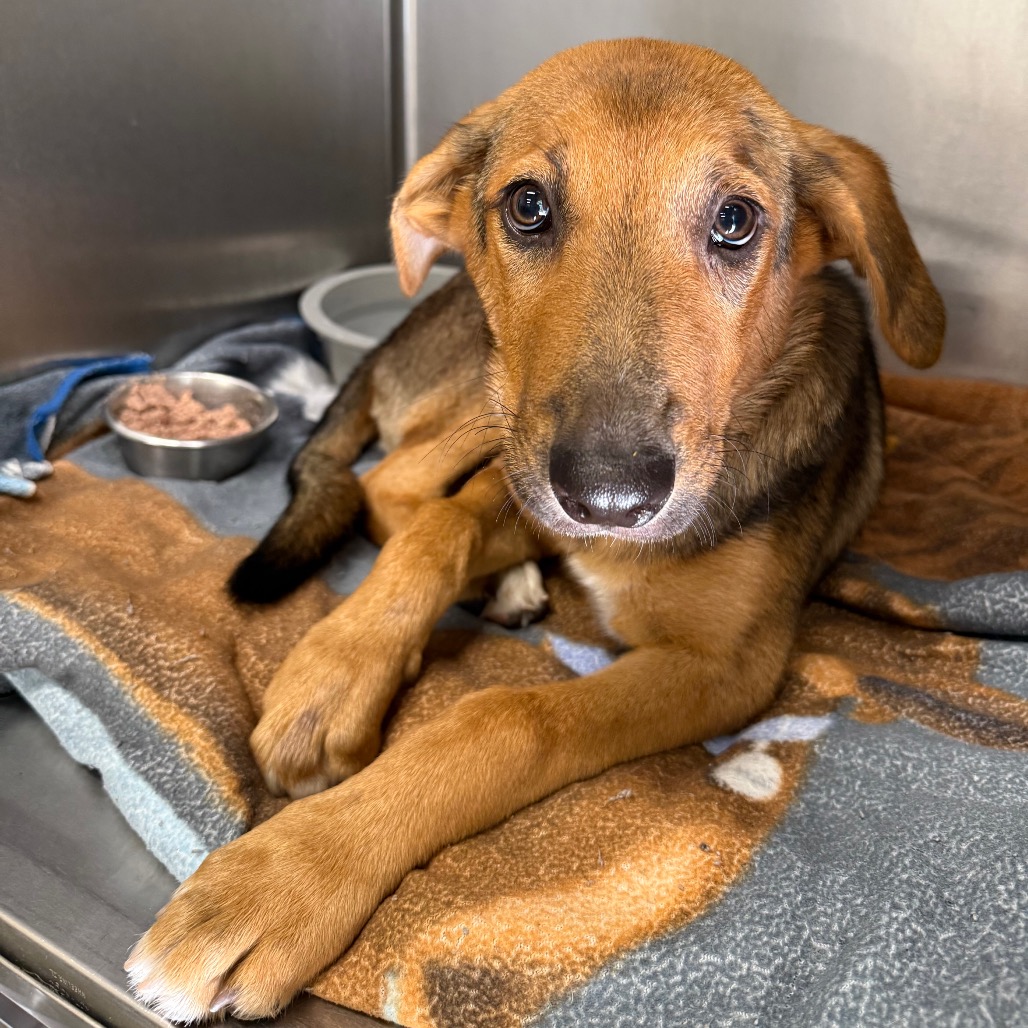 Shelter Stray Male Dog last seen , 4900 Milgen Rd, Columbus, GA 31907, USA