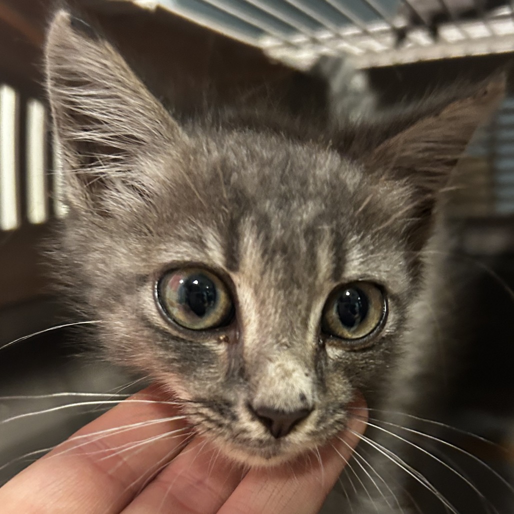 Shelter Stray Male Cat last seen , 4500 N Access Rd, Chattanooga, TN 37415, USA