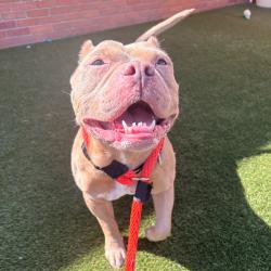 Shelter Stray Male Dog last seen , Animal Care & Control Team of Philly, 111 W Hunting Park Ave, Philadelphia, PA 19140, USA