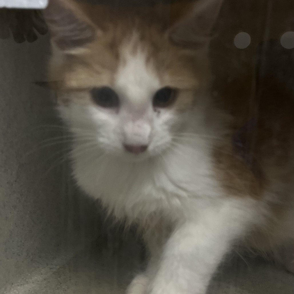 Shelter Stray Unknown Cat last seen , Animal Care & Control Team of Philly, 111 W Hunting Park Ave, Philadelphia, PA 19140, USA