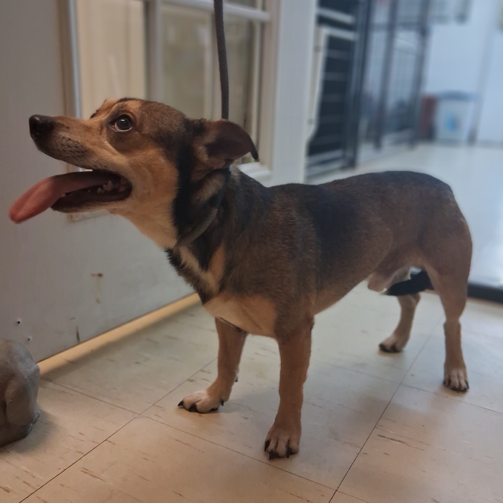 Shelter Stray Male Dog last seen , 3307 S Eisenhower Pkwy, Denison, TX 75020, USA