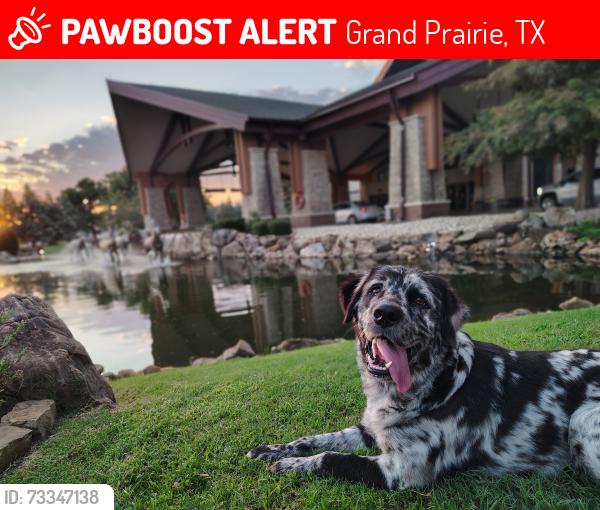 Lost Male Dog last seen Stolen taken missing, Grand Prairie, TX 75050