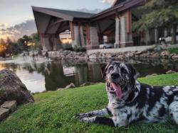 Lost Male Dog last seen Stolen taken missing, Grand Prairie, TX 75050
