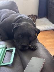 Lost Female Dog last seen 104th and huron street, Northglenn, CO 80260