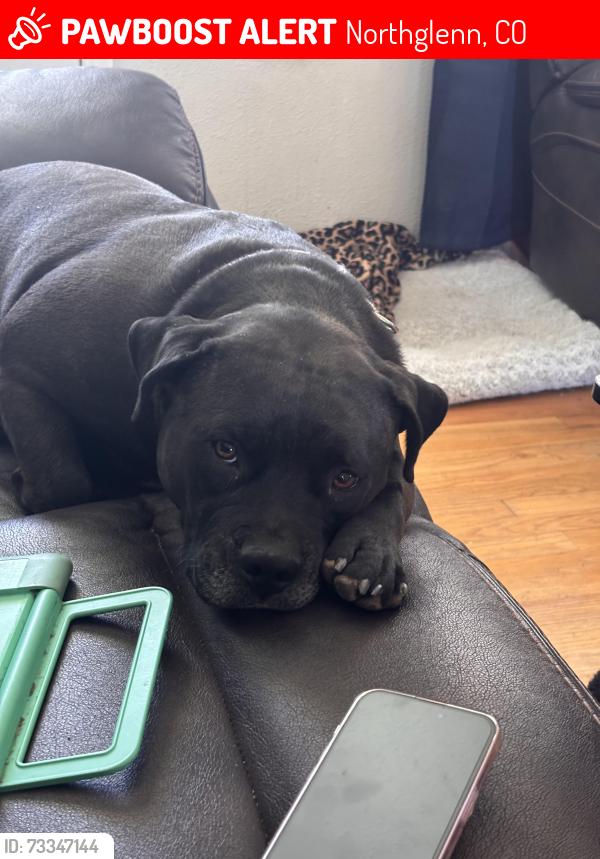 Lost Female Dog last seen 104th and huron street, Northglenn, CO 80260