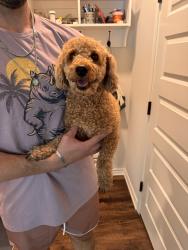 Reunited Unknown Dog last seen Old Reliance, Bryan, TX 77808