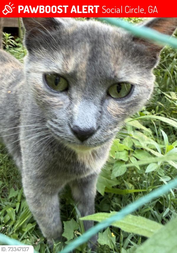 Lost Female Cat last seen Near river meadow lane, Social Circle, GA 30025