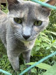 Lost Female Cat last seen Near river meadow lane, Social Circle, GA 30025