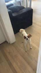 Found/Stray Female Dog last seen greenleaf, Compton, CA 90220