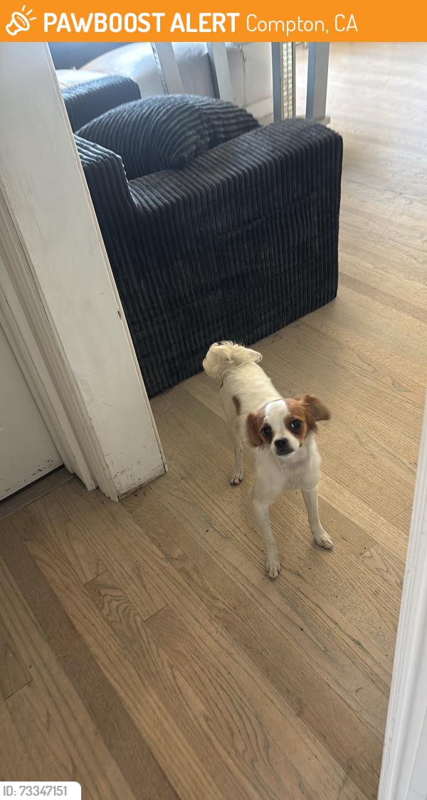 Found/Stray Female Dog last seen greenleaf, Compton, CA 90220
