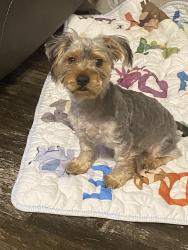 Lost Male Dog last seen Woodvillage mobile home park, Tuscaloosa, AL 35406