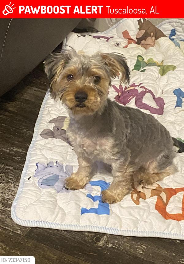 Lost Male Dog last seen Woodvillage mobile home park, Tuscaloosa, AL 35406