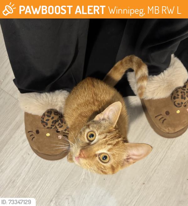 Found/Stray Female Cat last seen Scotia St., Winnipeg, MB R2W 0L6