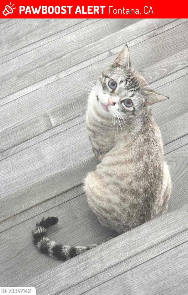 Lost Male Cat last seen Cherry Ave and Bridlepath, Fontana, CA 92336