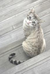 Lost Male Cat last seen Cherry Ave and Bridlepath, Fontana, CA 92336