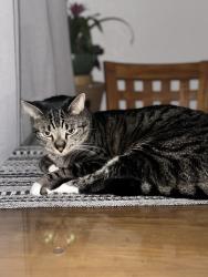 Lost Male Cat last seen 23rd terrace, Miami, FL 33165