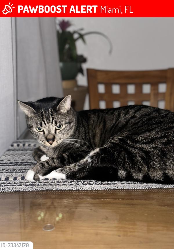 Lost Male Cat last seen 23rd terrace, Miami, FL 33165