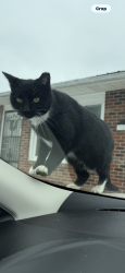 Lost Female Cat last seen Nelson Ave and Hicks Rd, Piney Flats, TN 37686