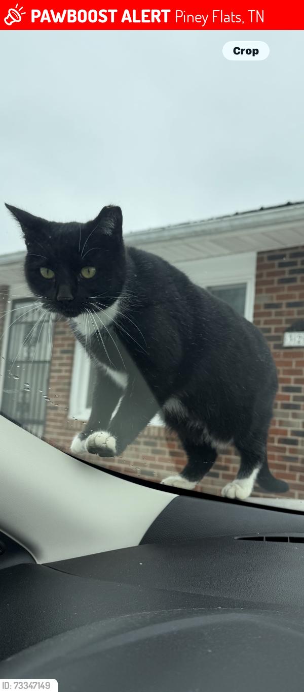 Lost Female Cat last seen Nelson Ave and Hicks Rd, Piney Flats, TN 37686