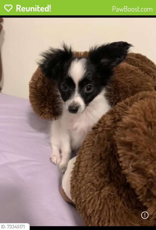Reunited Male Dog last seen Near Briggs st Harrisburg pa, Harrisburg, PA 17103