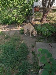 Found/Stray Female Dog last seen White oak and Chrysler ave 64050, Independence, MO 64050