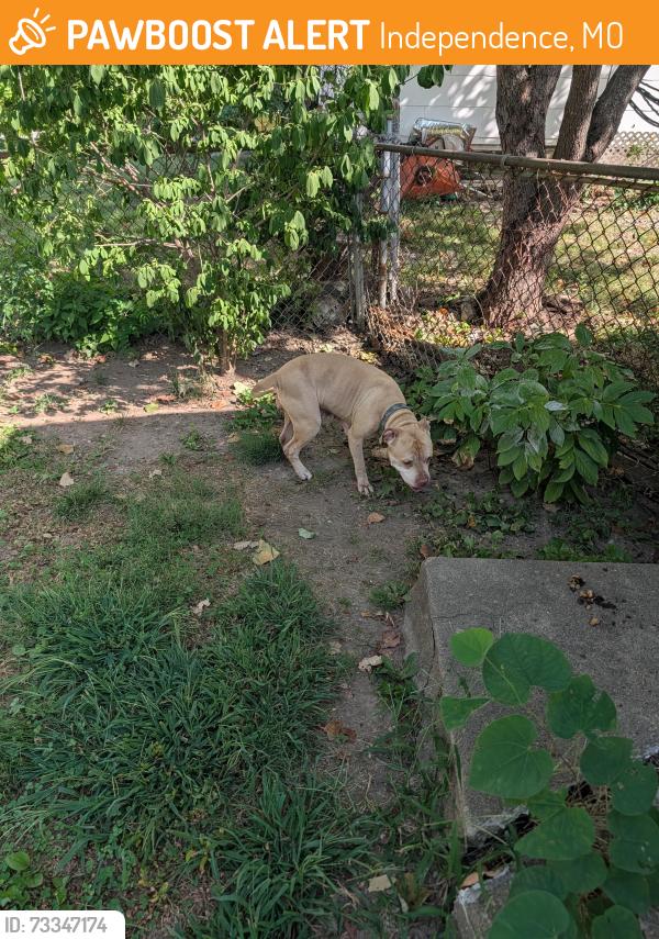 Found/Stray Female Dog last seen White oak and Chrysler ave 64050, Independence, MO 64050