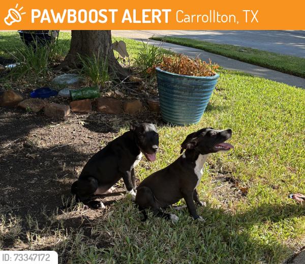 Found/Stray Male Dog last seen Winterberry and Frankford, Carrollton, TX 75007